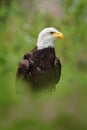 Bald Eagle, Haliaeetus leucocephalus, portrait of brown bird of prey with white head and yellow bill, symbol of freedom of the Royalty Free Stock Photo