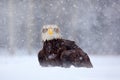 Bald Eagle, Haliaeetus leucocephalus, portrait of brown bird of prey with white head, yellow bill. Winter scene with snow, Alaska Royalty Free Stock Photo