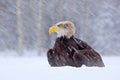 Bald Eagle, Haliaeetus leucocephalus, portrait of brown bird of prey with white head, yellow bill. Winter scene with snow, Alaska Royalty Free Stock Photo