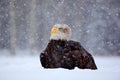 Bald Eagle, Haliaeetus leucocephalus, portrait of brown bird of prey with white head, yellow bill. Winter scene with snow, Alaska