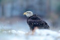 Bald Eagle, Haliaeetus leucocephalus, portrait of brown bird of prey with white head, yellow bill. Winter scene with snow Royalty Free Stock Photo
