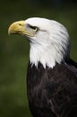 Bald Eagle (Haliaeetus leucocephalus) Profile Royalty Free Stock Photo