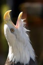 Bald Eagle (Haliaeetus leucocephalus) Scream