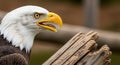 Bald Eagle (Haliaeetus leucocephalus) with sharp Royalty Free Stock Photo