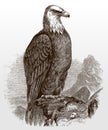 Bald eagle, haliaeetus leucocephalus in side view sitting on a rock