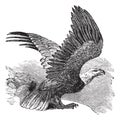 Bald Eagle Haliaeetus leucocephalus, vintage engraving