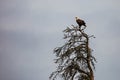 Bald eagle (Haliaeetus leuocephalus) perched in a dead jack pine tree with copy space Royalty Free Stock Photo