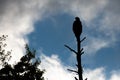 Bald eagle (Haliaeetus leuocephalus) perched in a dead tree with copy space Royalty Free Stock Photo