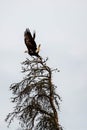 Bald eagle (Haliaeetus leuocephalus) taking off from a dead jack pine tree with copy space Royalty Free Stock Photo
