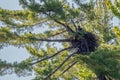 Bald eagle (Haliaeetus leuocephalus) two young eaglets returning to the nest Royalty Free Stock Photo