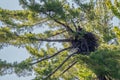 Bald eagle (Haliaeetus leuocephalus) two young eaglets returning to the nest