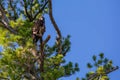 Bald eagle (Haliaeetus leuocephalus) young eaglet camouflaged in a pine with copy space