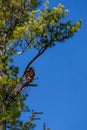 Bald eagle (Haliaeetus leuocephalus) young eaglet camouflaged in a pine with copy space