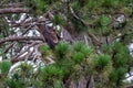 Bald eagle (Haliaeetus leuocephalus) young eaglet camouflaged in a pine tree