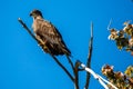 Bald eagle (Haliaeetus leuocephalus) young eaglet with copy space