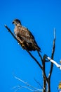 Bald eagle (Haliaeetus leuocephalus) young eaglet with copy space