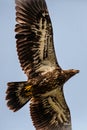 Bald eagle (Haliaeetus leuocephalus) young, flying under a blue sky 6494E