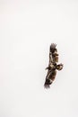 Bald eagle (Haliaeetus leuocephalus) young, flying on a white background with copy space