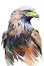 Bald eagle. Hand drawn watercolor illustration on white background. Royalty Free Stock Photo