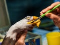 Bald eagle on a hand Royalty Free Stock Photo