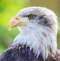 Bald Eagle head close up Royalty Free Stock Photo