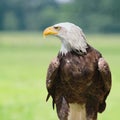 Bald eagle head Royalty Free Stock Photo