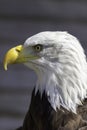 Bald eagle head close-up profile