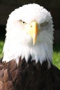 Bald Eagle Head