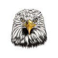 Bald eagle head portrait from a splash of watercolor, colored drawing, realistic Royalty Free Stock Photo