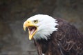Bald eagle Royalty Free Stock Photo