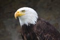 Bald eagle Royalty Free Stock Photo