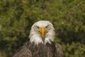 Bald eagle head shot Royalty Free Stock Photo
