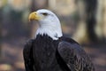 Bald Eagle Head Shot