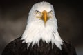 Bald Eagle Headshot, Kenai Peninsula, Alaska