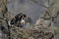 Bald Eagle with her baby Royalty Free Stock Photo