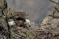 Bald Eagle with her baby Royalty Free Stock Photo