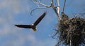Bald eagle and her baby during summer Royalty Free Stock Photo