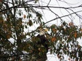 Bald Eagle is camouflaged as it hides in tree