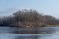 Bald Eagle high in a tree