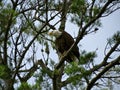 Bald Eagle Hunting Royalty Free Stock Photo