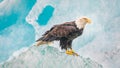 Bald Eagle on an Iceberg Royalty Free Stock Photo