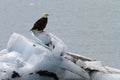 Bald Eagle on iceberg Royalty Free Stock Photo