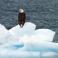Bald Eagle on iceberg Royalty Free Stock Photo