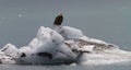 Bald Eagle on iceberg Royalty Free Stock Photo