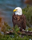 Bald Eagle at the Illinois River Royalty Free Stock Photo