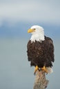 Bald Eagle image perched vertical