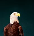 A bald eagle with a dark background. Royalty Free Stock Photo