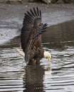 Bald Eagle inspecting the water for herring Royalty Free Stock Photo