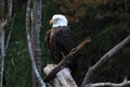 Bald eagles are large birds of prey native to North America.