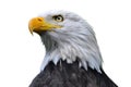 Bald eagle isolated Royalty Free Stock Photo